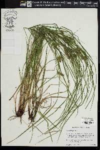 Carex baileyi image