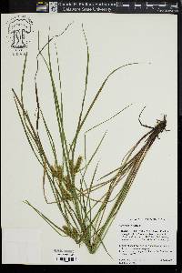 Carex baileyi image