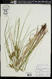 Carex baileyi image