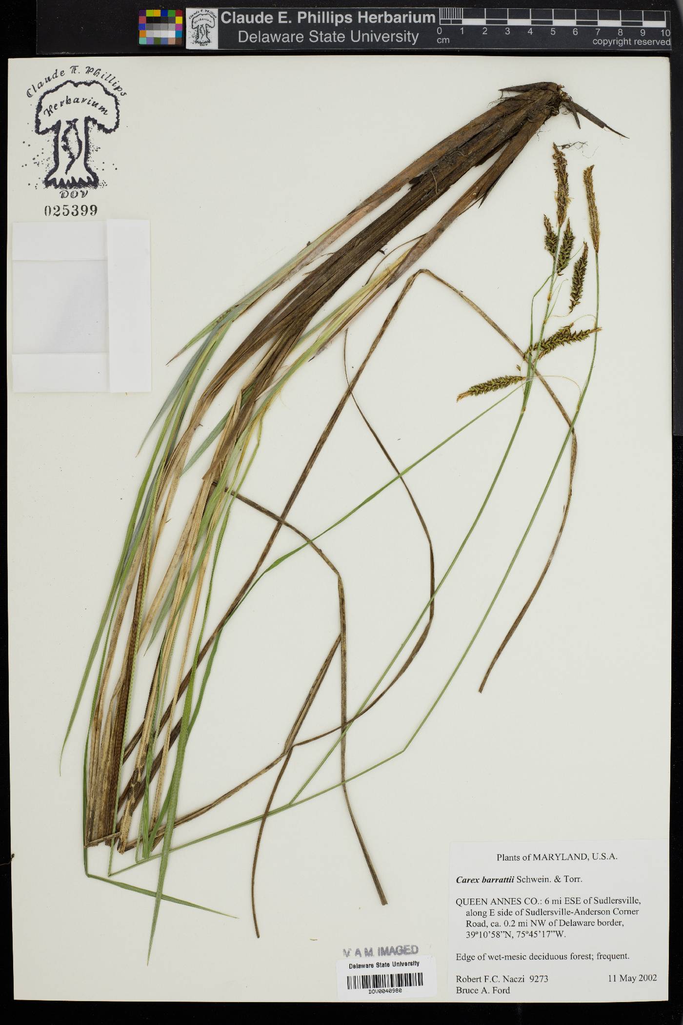 Carex barrattii image