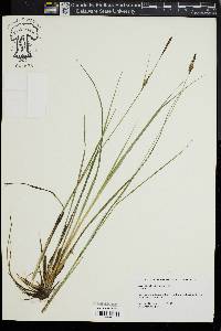 Carex barrattii image