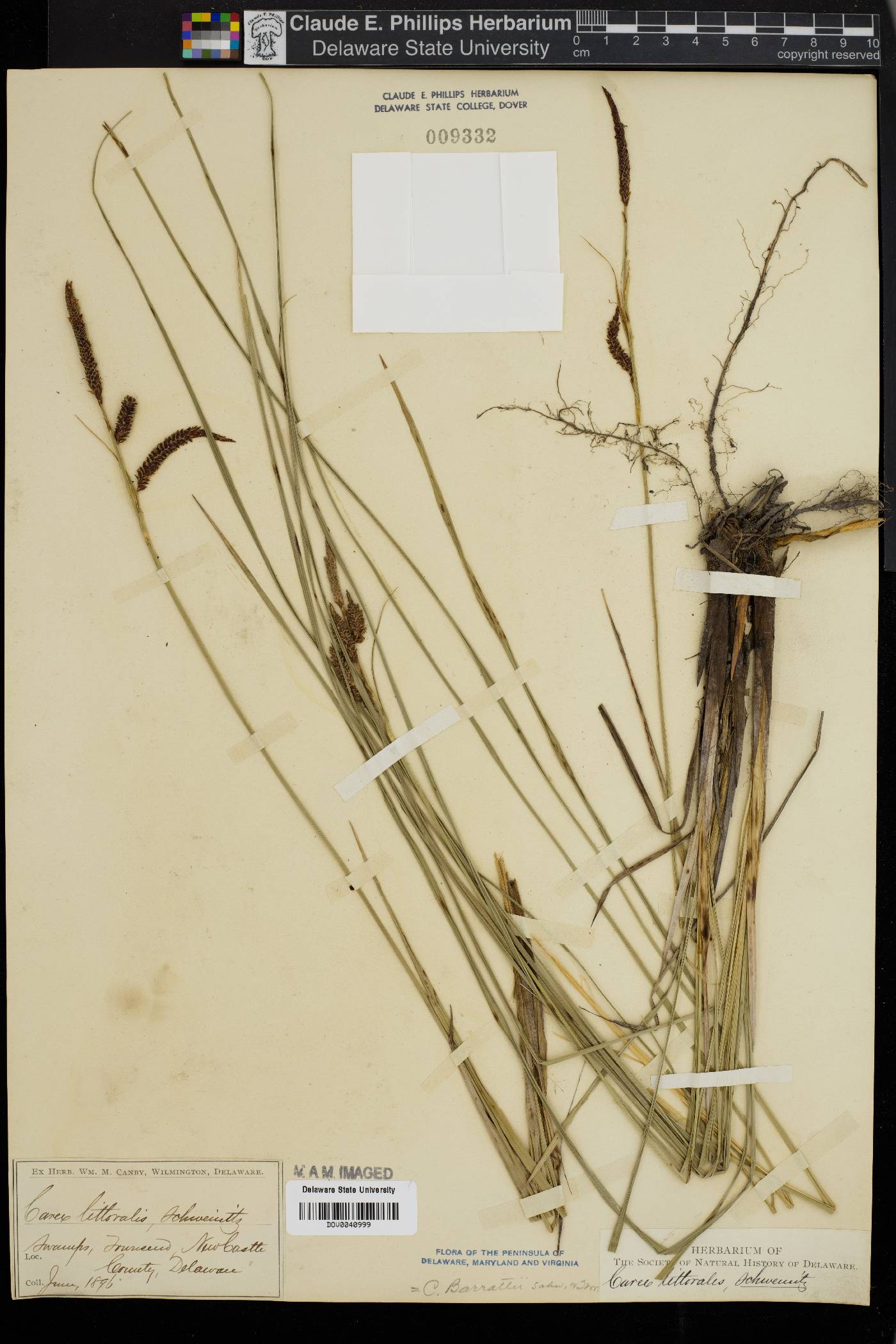 Carex barrattii image