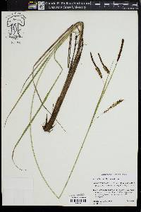 Carex barrattii image