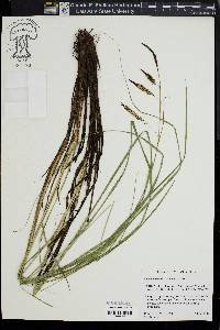 Carex barrattii image