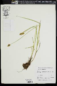 Carex bebbii image