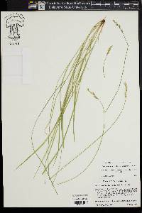 Carex bromoides image