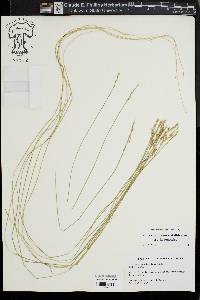 Carex bromoides image