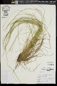 Carex bromoides image