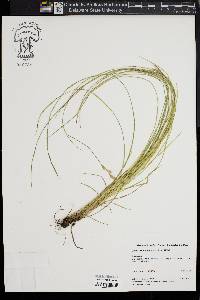 Carex bromoides image