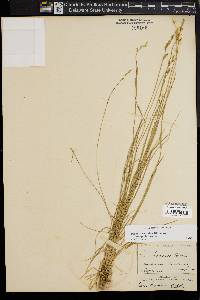 Carex bromoides image