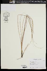 Carex buchananii image
