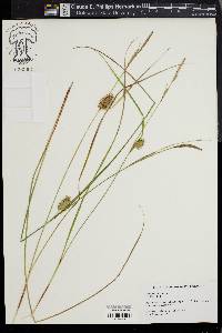 Carex bullata image