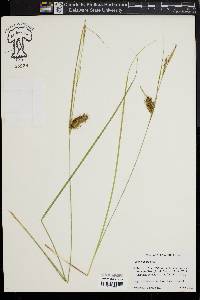 Carex bullata image