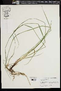 Carex bullata image