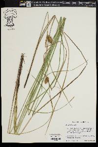 Carex bullata image