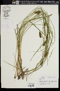 Carex bullata image