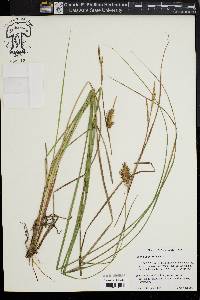 Carex bullata image