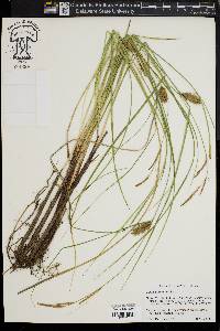 Carex bullata image