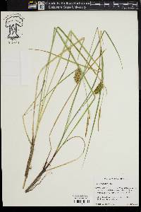 Carex bullata image