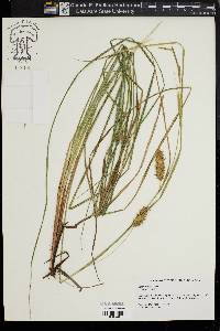 Carex bullata image