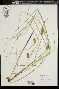 Carex bullata image