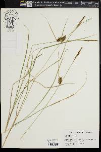 Carex bullata image