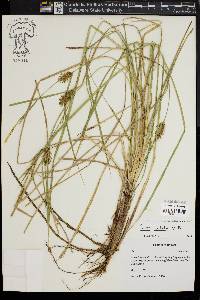 Carex bullata image