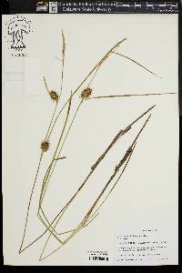 Carex bullata image