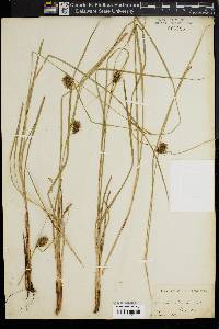 Carex bullata image