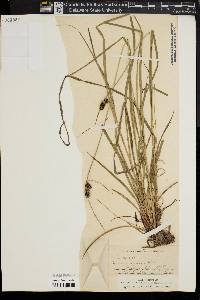 Carex triceps image