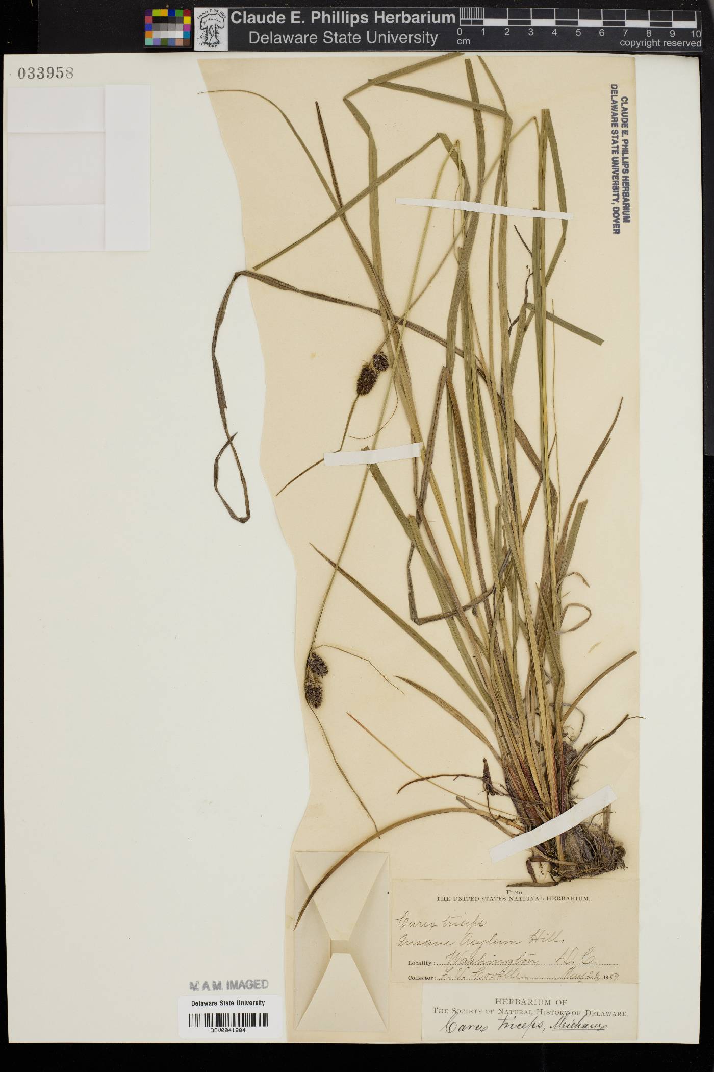 Carex triceps image