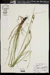 Carex caroliniana image