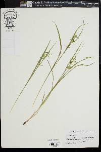 Carex collinsii image