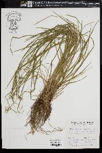Carex collinsii image