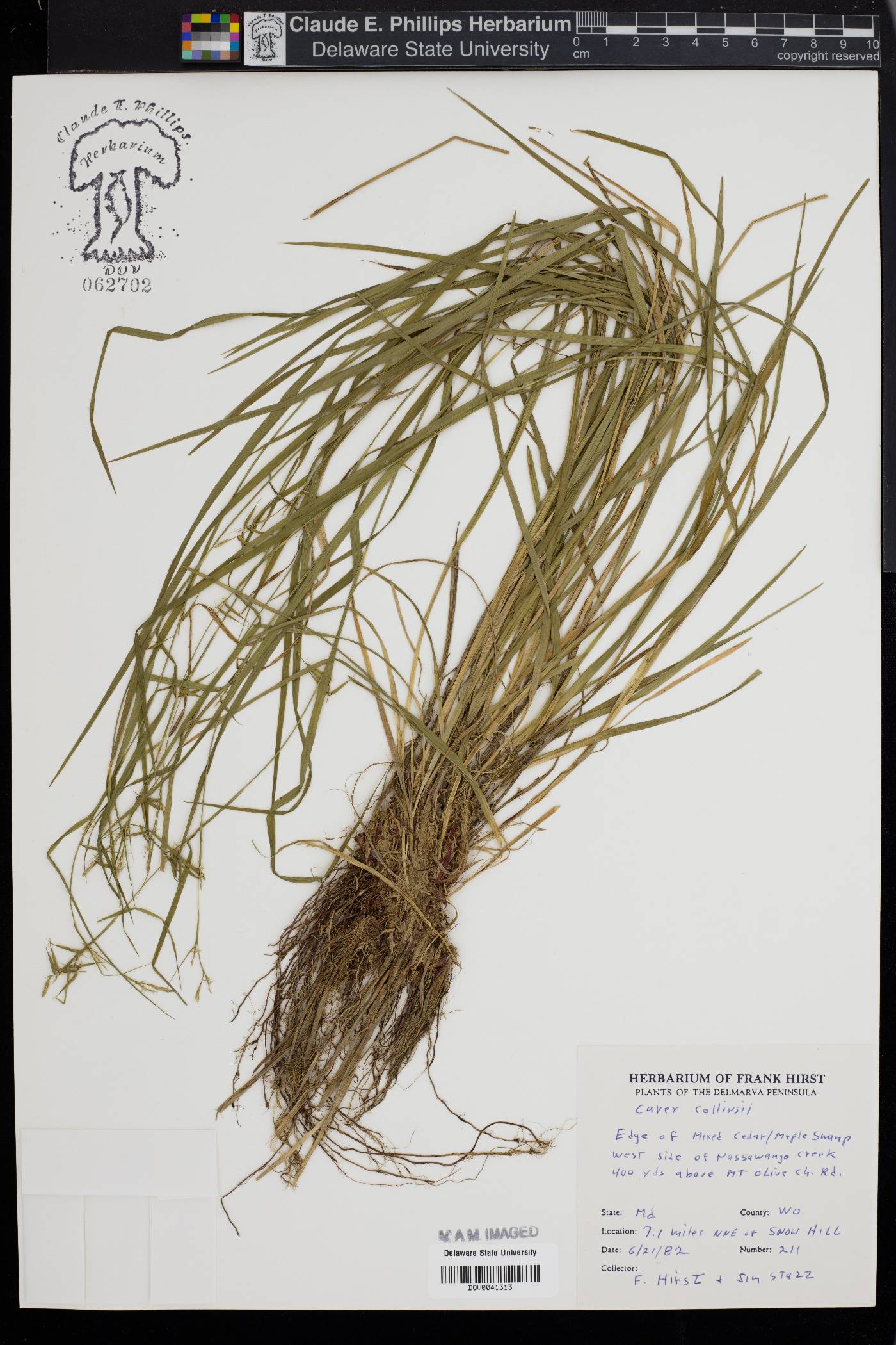 Carex collinsii image