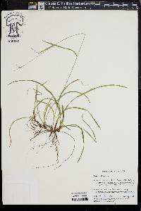 Carex collinsii image