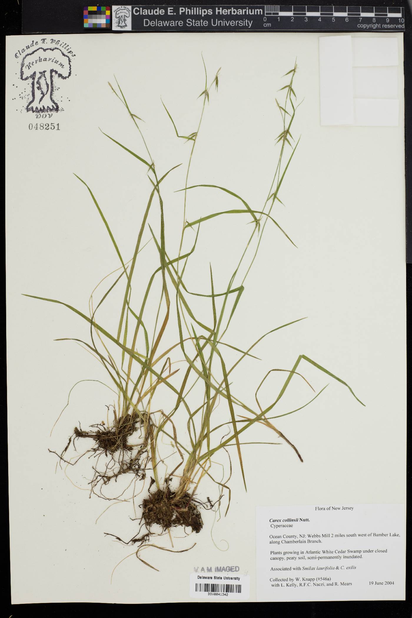 Carex collinsii image