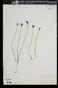 Image of Utricularia striata