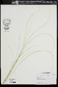 Carex comans image
