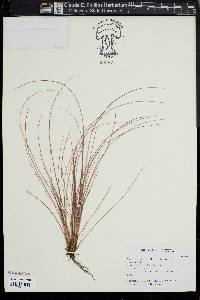 Carex comans image