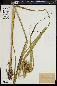 Carex comosa image