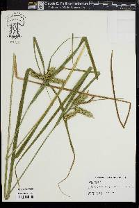 Carex comosa image