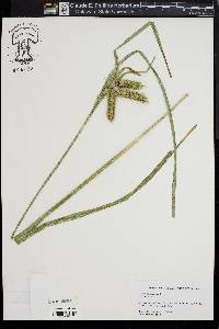 Carex comosa image