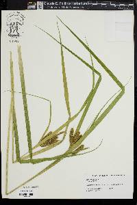 Carex comosa image