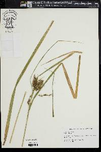 Carex comosa image