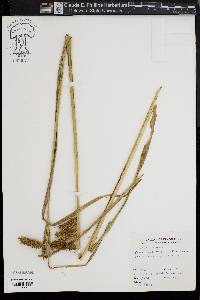 Carex comosa image