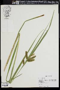 Carex comosa image