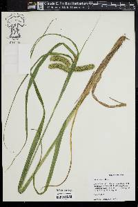 Carex comosa image