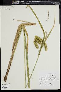 Carex comosa image