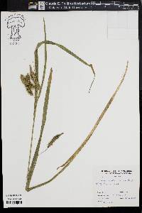 Carex comosa image